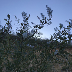 Ceanothus spinosus