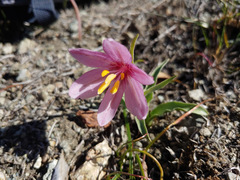 Fritillaria pluriflora