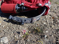 Fritillaria pluriflora