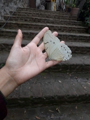 Morpho polyphemus polyphemus