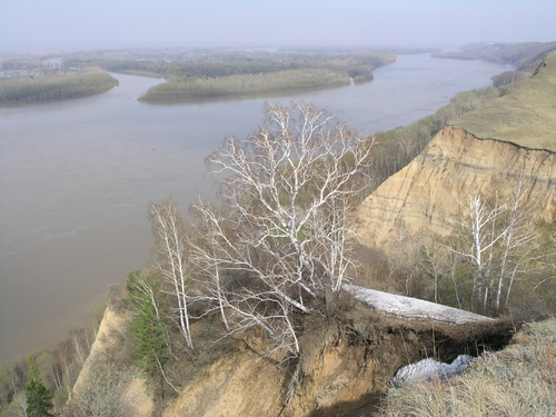 Karpotasis beržas nuotrauka