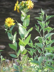 Silphium radula