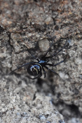 Steatoda autumnalis