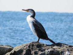 Phalacrocorax capillatus