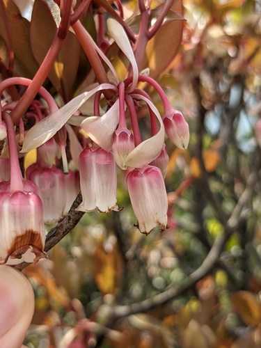 Image of Enkianthus quinqueflorus by (c) portioid, some rights reserved (CC BY)