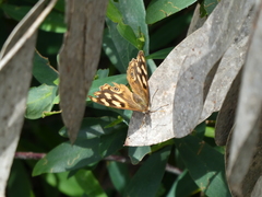 Heteronympha solandri