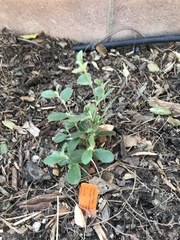 Cercocarpus traskiae