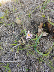 Fritillaria pluriflora