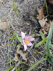 Fritillaria pluriflora