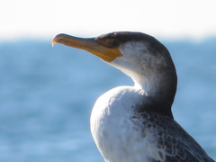 Phalacrocorax capillatus