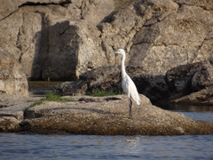 Egretta garzetta