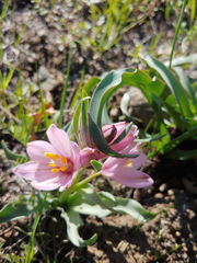 Fritillaria pluriflora