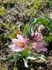 Fritillaria pluriflora