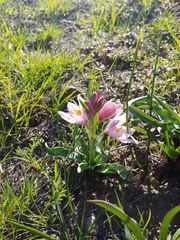 Fritillaria pluriflora