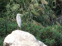 Ardea cinerea