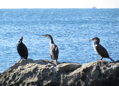 Phalacrocorax capillatus