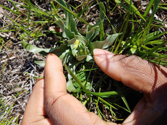 Fritillaria pluriflora