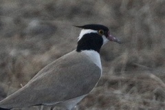 Vanellus tectus tectus