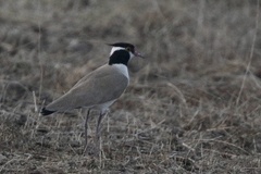 Vanellus tectus tectus