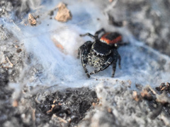 Phidippus pompatus