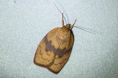 Oligoloba