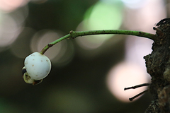 Syzygium cormiflorum