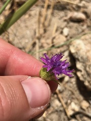 Monardella breweri lanceolata