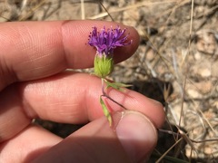 Monardella breweri lanceolata
