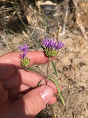 Monardella breweri lanceolata