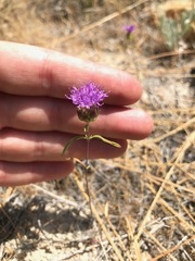 Monardella breweri lanceolata