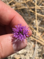 Monardella breweri lanceolata
