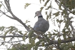 Streptopelia vinacea