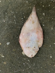 Solea ovata