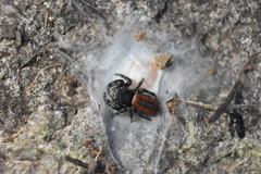 Phidippus pompatus