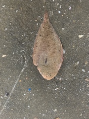 Solea ovata