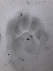 Panthera tigris altaica
