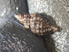 Paciocinebrina interfossa