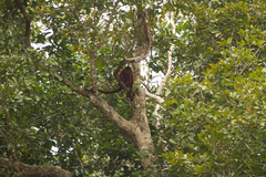Alouatta macconnelli