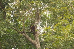 Alouatta macconnelli