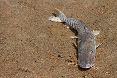 Pseudoplatystoma fasciatum