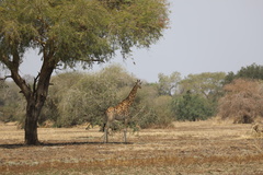 Giraffa camelopardalis antiquorum