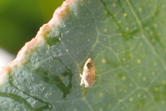 Ctenarytaina eucalypti