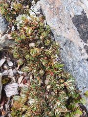 Montitega dealbata