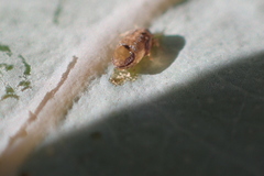 Ctenarytaina eucalypti