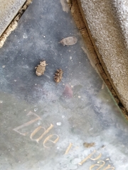 Pyrrhocoris marginatus