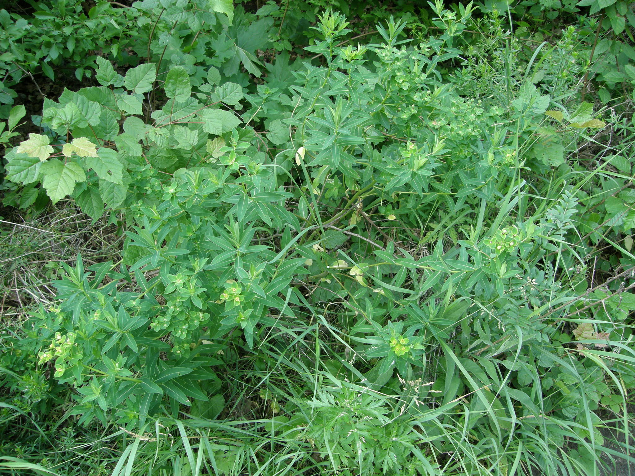 Euphorbia valdevillosocarpa