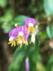 Polygala arcuata