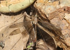 Tipula planicornis