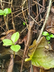 Diploderma swinhonis