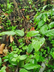 Diploderma swinhonis